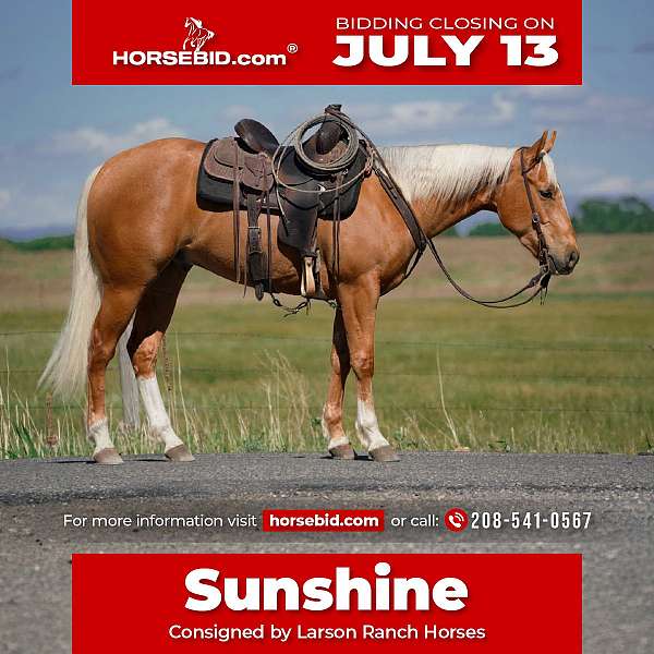 all-around-quarter-horse