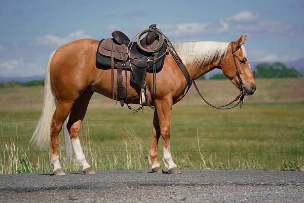 athletic-quarter-horse