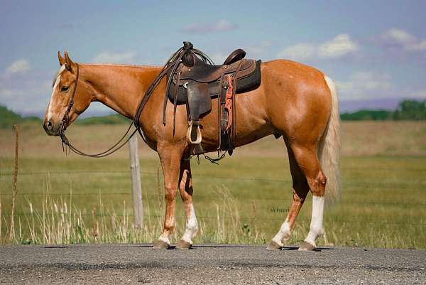 calf-roping-quarter-horse