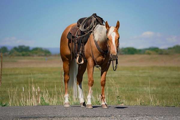 flashy-quarter-horse