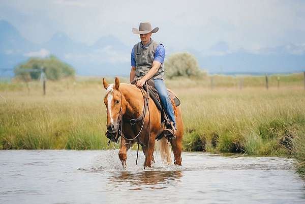 husband-safe-quarter-horse