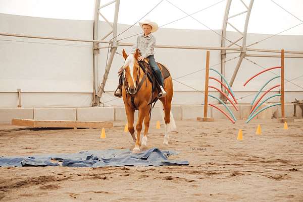 performance-quarter-horse