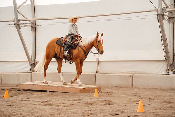 ranch-quarter-horse