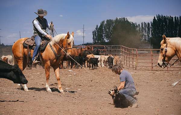 roping-quarter-horse