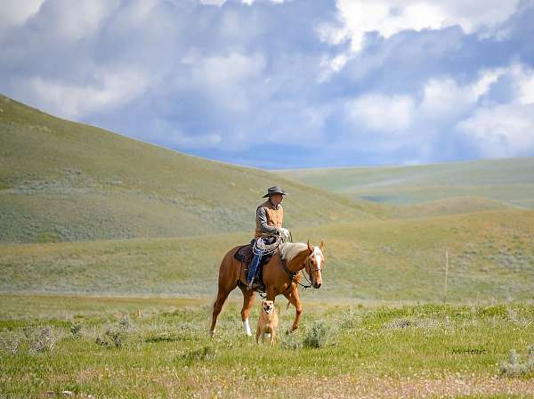 show-hack-quarter-horse