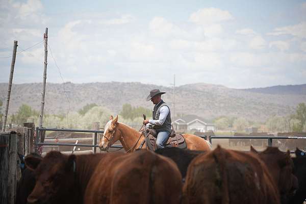 show-quarter-horse