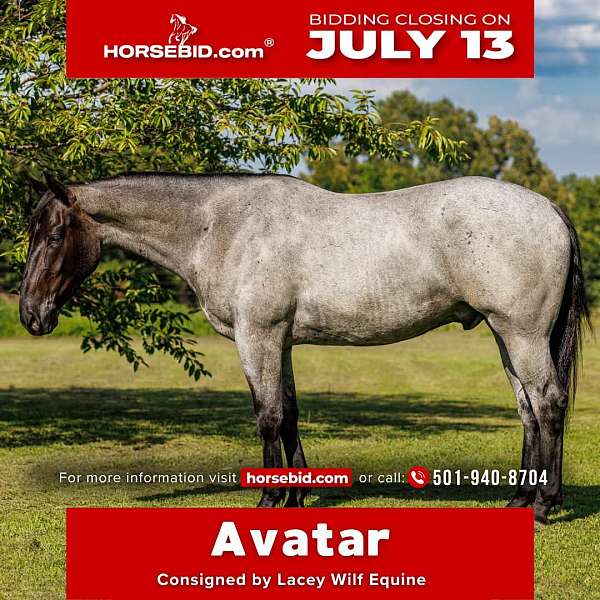 all-around-percheron-horse