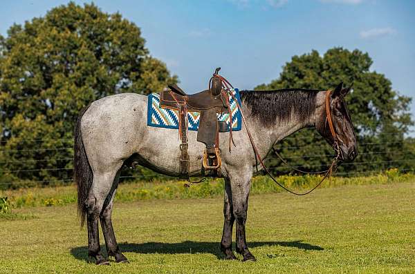 driving-percheron-horse