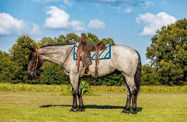 athletic-percheron-horse