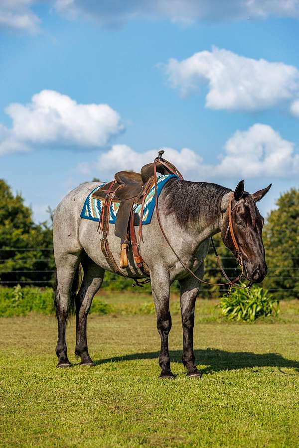 flashy-percheron-horse