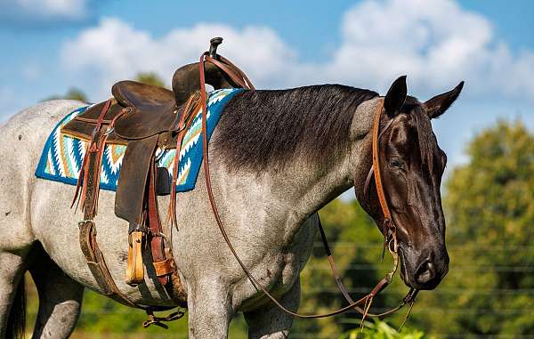 husband-safe-percheron-horse