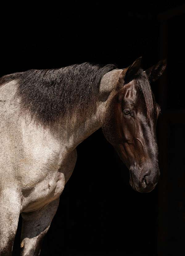 parade-percheron-horse