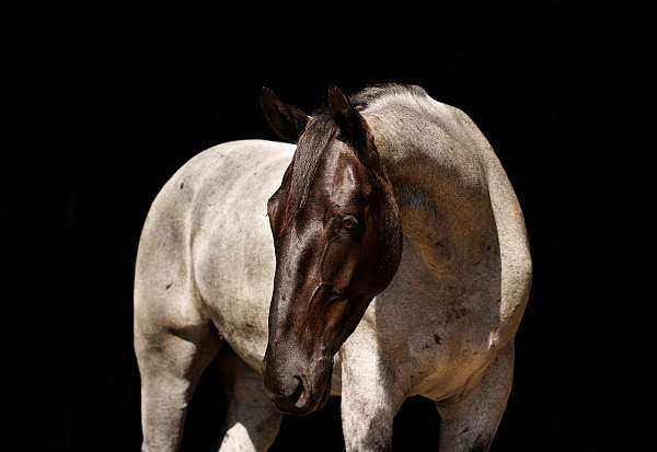 ridden-english-percheron-horse