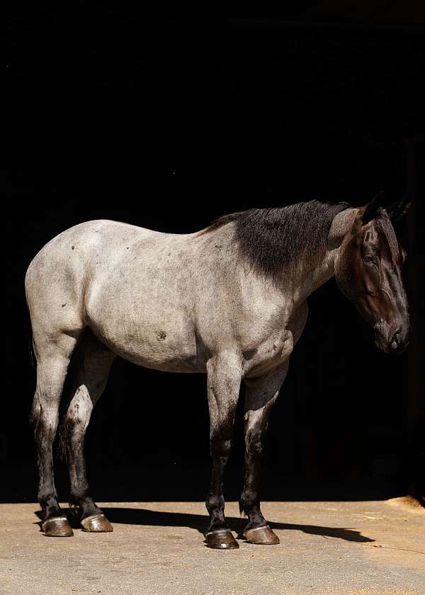 ridden-western-percheron-horse