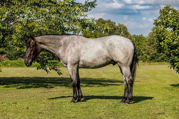 show-percheron-horse