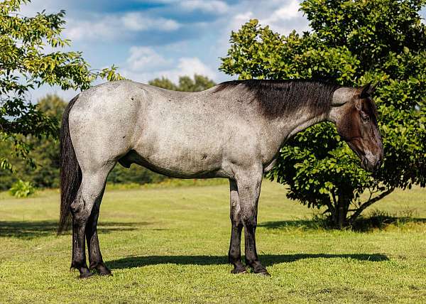 trail-percheron-horse