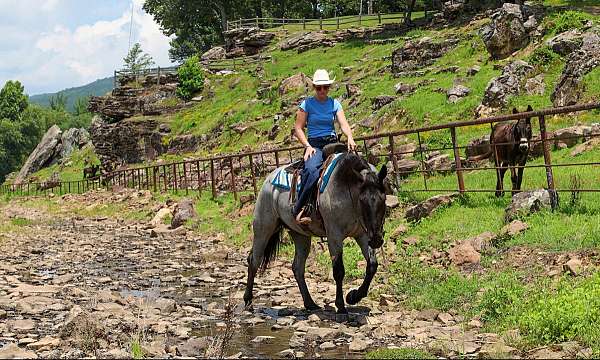 trail-riding-percheron-horse