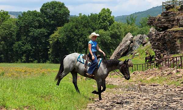 blue-roan-percheron-gelding