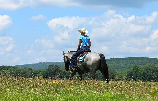 youth-percheron-horse