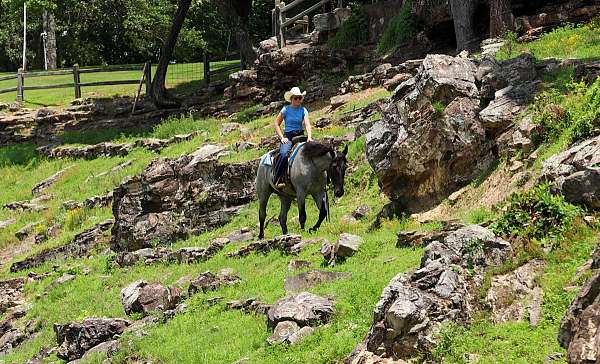 blue-roan-all-around-horse