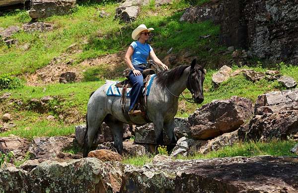 blue-roan-athletic-horse