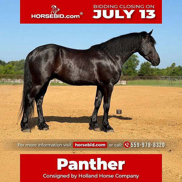 all-around-draft-horse