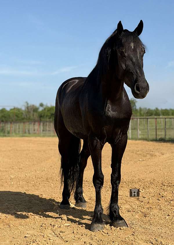 athletic-draft-horse