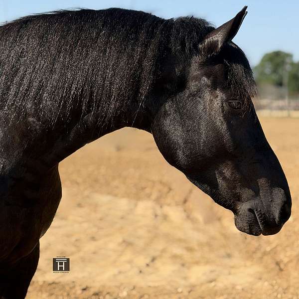 dressage-draft-horse