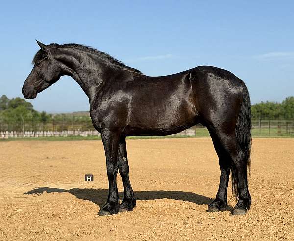 driving-draft-horse