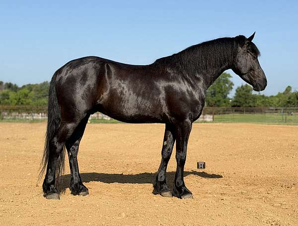 eventing-draft-horse