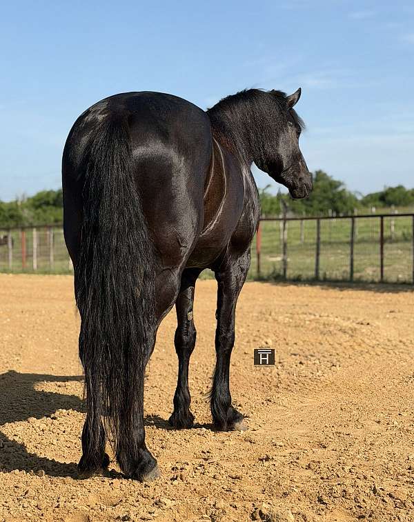 flashy-draft-horse