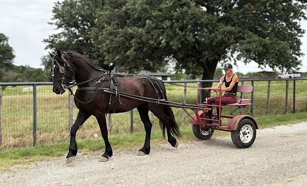 husband-safe-draft-horse