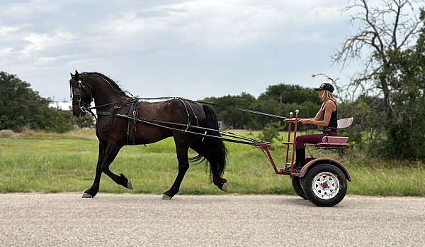 jumping-draft-horse
