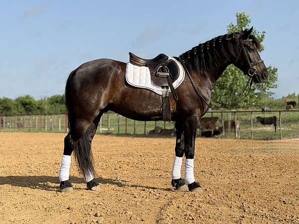 ranch-draft-horse