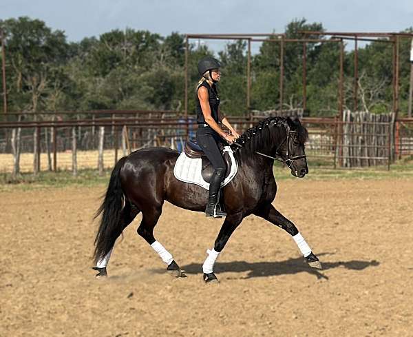 ridden-english-draft-horse