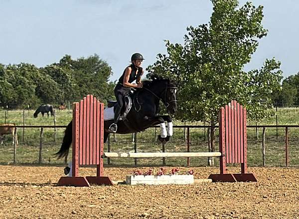 ridden-western-draft-horse