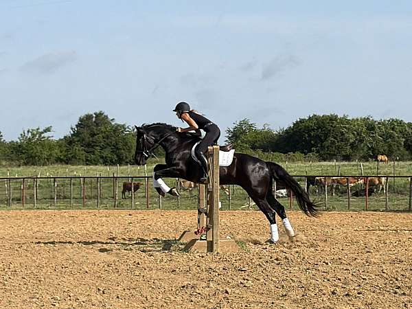 show-draft-horse