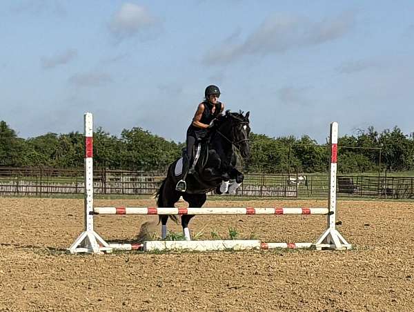 trail-draft-horse