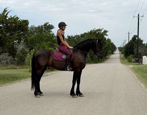 trail-riding-draft-horse