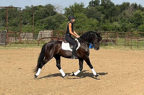 youth-draft-horse
