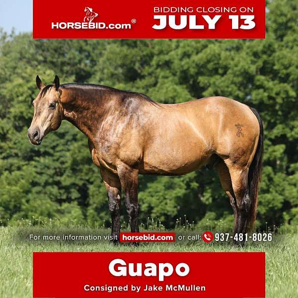 all-around-quarter-horse