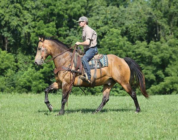 calf-roping-quarter-horse