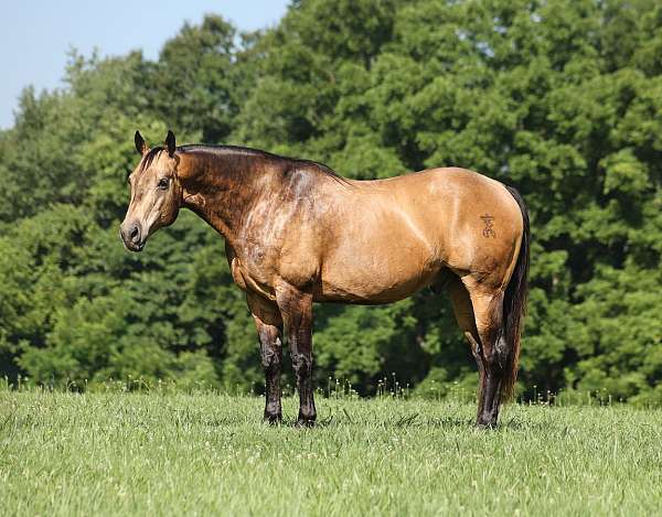 athletic-quarter-horse