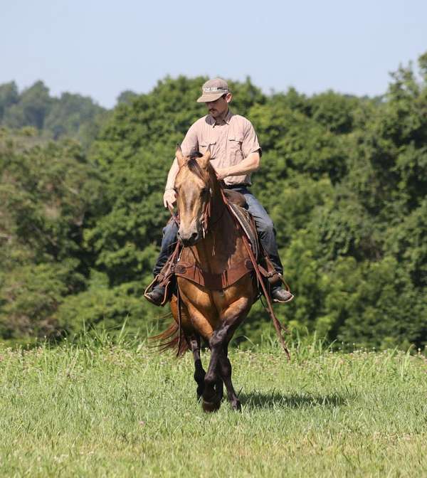 flashy-quarter-horse