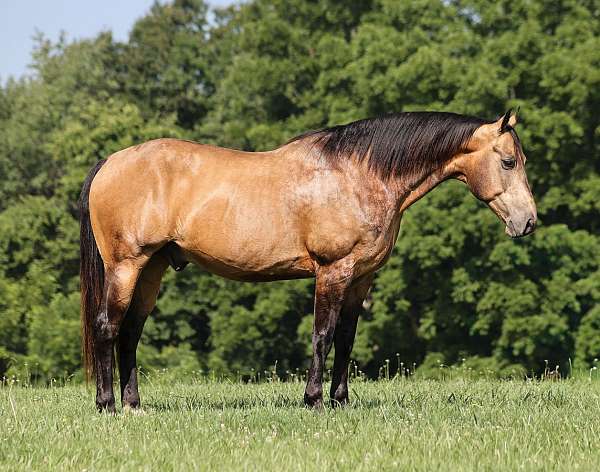 husband-safe-quarter-horse
