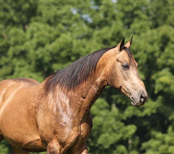 performance-quarter-horse