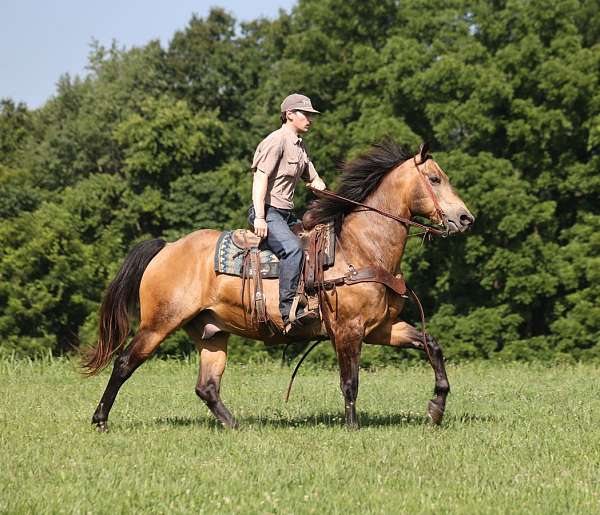 ranch-quarter-horse