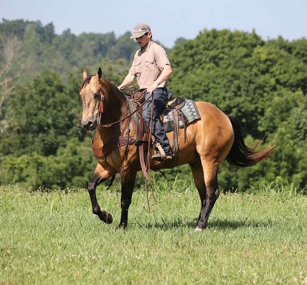 ranch-versatility-quarter-horse