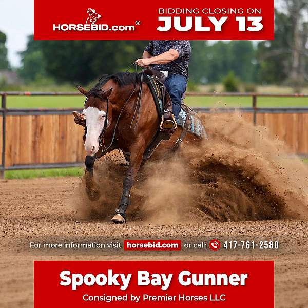 all-around-quarter-horse