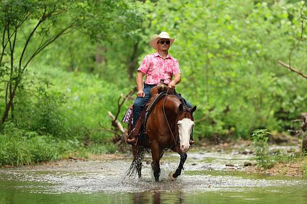 athletic-quarter-horse
